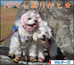 にほんブログ村 犬ブログ マルチーズへ
