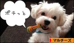 にほんブログ村 犬ブログ マルチーズへ