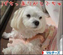 にほんブログ村 犬ブログ マルチーズへ