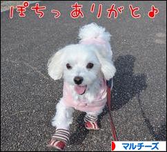 にほんブログ村 犬ブログ マルチーズへ