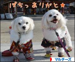 にほんブログ村 犬ブログ マルチーズへ
