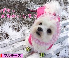 にほんブログ村 犬ブログ マルチーズへ