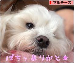 にほんブログ村 犬ブログ マルチーズへ