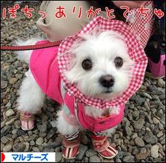 にほんブログ村 犬ブログ マルチーズへ