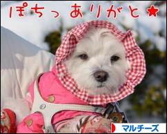 にほんブログ村 犬ブログ マルチーズへ