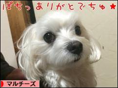 にほんブログ村 犬ブログ マルチーズへ