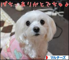 にほんブログ村 犬ブログ マルチーズへ