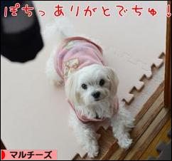 にほんブログ村 犬ブログ マルチーズへ