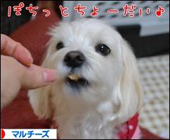 にほんブログ村 犬ブログ マルチーズへ
