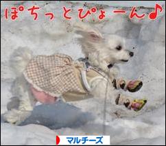 にほんブログ村 犬ブログ マルチーズへ