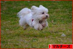 にほんブログ村 犬ブログ マルチーズへ