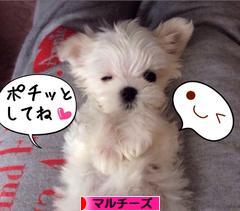 にほんブログ村 犬ブログ マルチーズへ