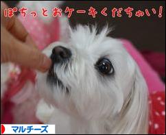 にほんブログ村 犬ブログ マルチーズへ