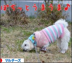 にほんブログ村 犬ブログ マルチーズへ