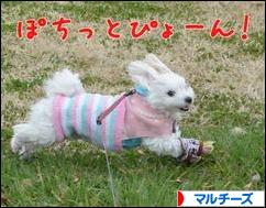 にほんブログ村 犬ブログ マルチーズへ