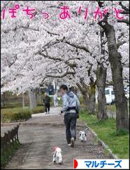 にほんブログ村 犬ブログ マルチーズへ
