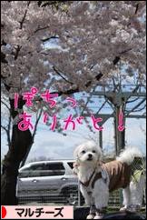 にほんブログ村 犬ブログ マルチーズへ