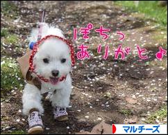 にほんブログ村 犬ブログ マルチーズへ