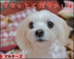 にほんブログ村 犬ブログ マルチーズへ