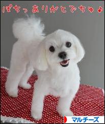 にほんブログ村 犬ブログ マルチーズへ