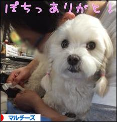 にほんブログ村 犬ブログ マルチーズへ