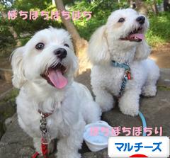 にほんブログ村 犬ブログ マルチーズへ