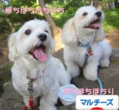 にほんブログ村 犬ブログ マルチーズへ