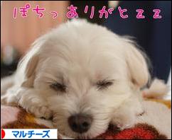 にほんブログ村 犬ブログ マルチーズへ