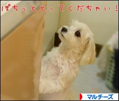 にほんブログ村 犬ブログ マルチーズへ