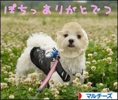 にほんブログ村 犬ブログ マルチーズへ