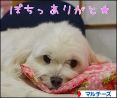 にほんブログ村 犬ブログ マルチーズへ