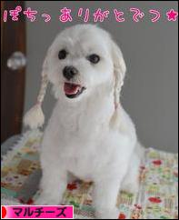 にほんブログ村 犬ブログ マルチーズへ