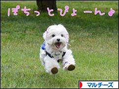 にほんブログ村 犬ブログ マルチーズへ