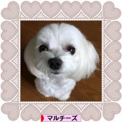 にほんブログ村 犬ブログ マルチーズへ