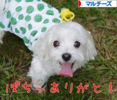 にほんブログ村 犬ブログ マルチーズへ