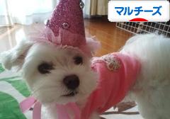 にほんブログ村 犬ブログ マルチーズへ