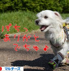 にほんブログ村 犬ブログ マルチーズへ