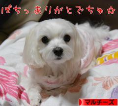 にほんブログ村 犬ブログ マルチーズへ