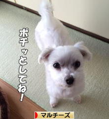 にほんブログ村 犬ブログ マルチーズへ