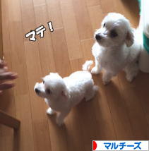 にほんブログ村 犬ブログ マルチーズへ