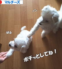にほんブログ村 犬ブログ マルチーズへ
