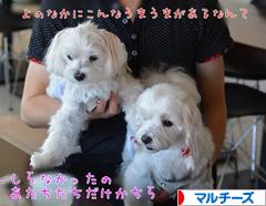 にほんブログ村 犬ブログ マルチーズへ