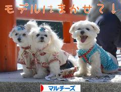 にほんブログ村 犬ブログ マルチーズへ