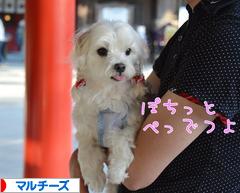 にほんブログ村 犬ブログ マルチーズへ