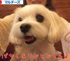 にほんブログ村 犬ブログ マルチーズへ