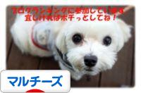 にほんブログ村 犬ブログ マルチーズへ