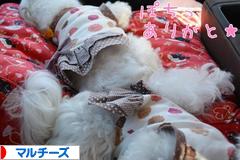 にほんブログ村 犬ブログ マルチーズへ