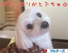 にほんブログ村 犬ブログ マルチーズへ