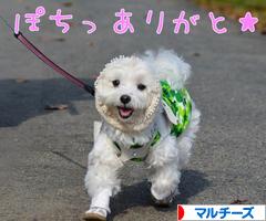 にほんブログ村 犬ブログ マルチーズへ