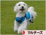 にほんブログ村 犬ブログ マルチーズへ